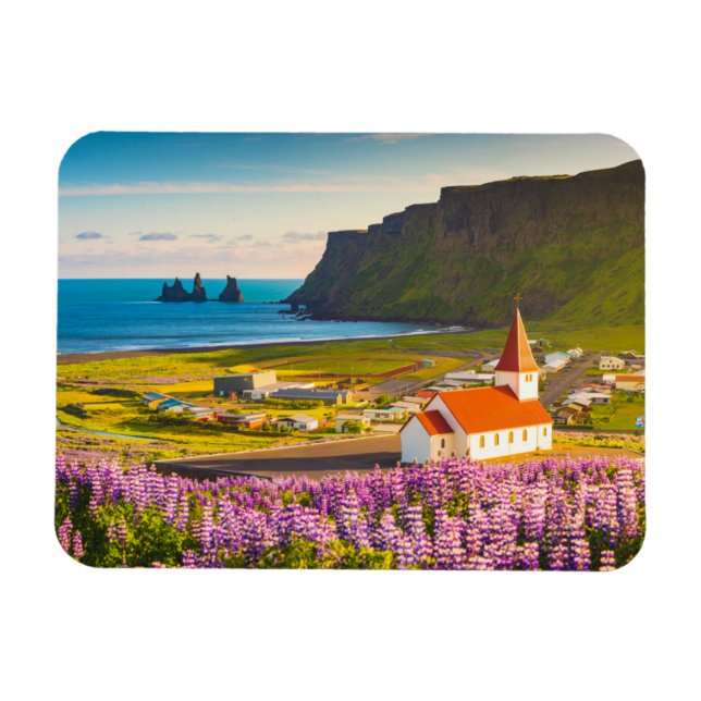 Flowers | Lupines in Bloom Southern Iceland Magnet (Horizontal)