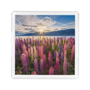 Flowers Lupines New Zealand Acrylic Tray