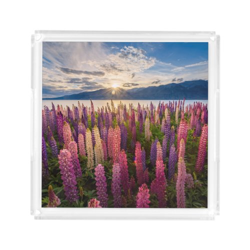 Flowers  Lupines New Zealand Acrylic Tray
