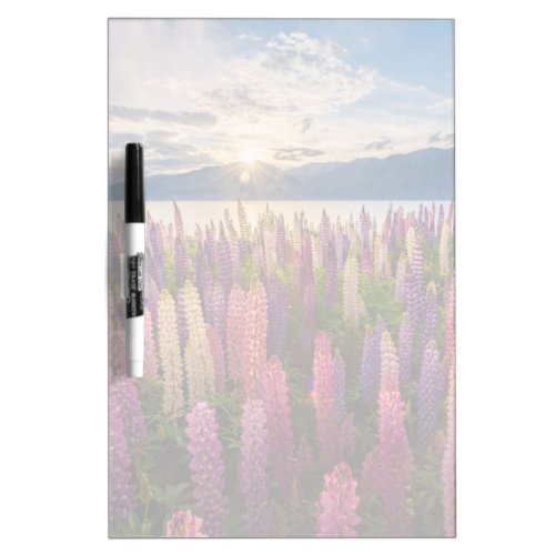Flowers  Lupines New Zealand Dry Erase Board