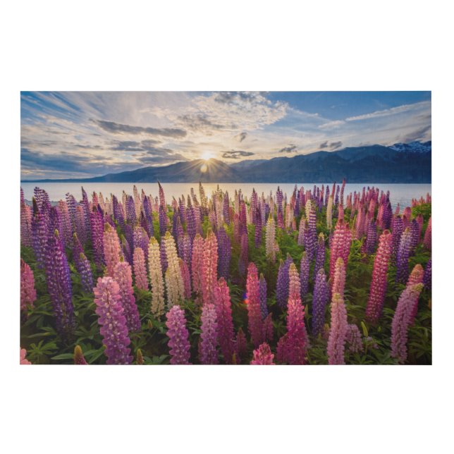 Flowers | Lupines New Zealand Faux Canvas Print (Front)