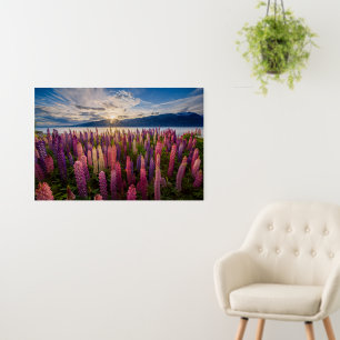 Flowers   Lupines New Zealand Foam Board