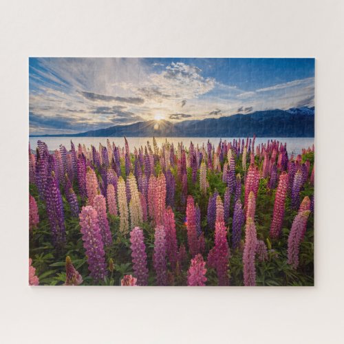 Flowers  Lupines New Zealand Jigsaw Puzzle