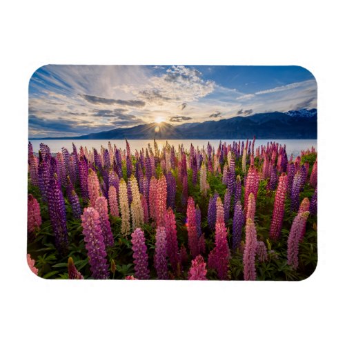 Flowers  Lupines New Zealand Magnet