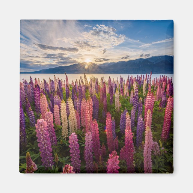 Flowers | Lupines New Zealand Magnet (Front)