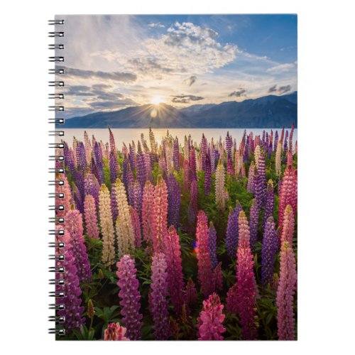 Flowers  Lupines New Zealand Notebook