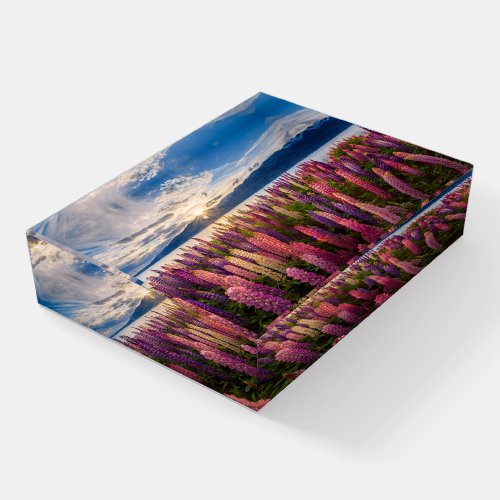 Flowers  Lupines New Zealand Paperweight