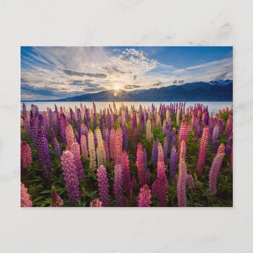 Flowers  Lupines New Zealand Postcard