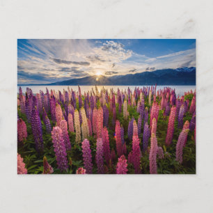 Flowers Lupines New Zealand Postcard