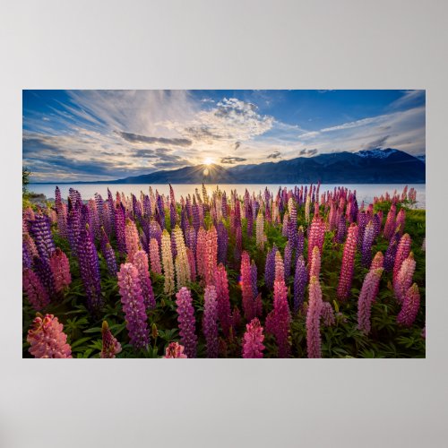 Flowers  Lupines New Zealand Poster