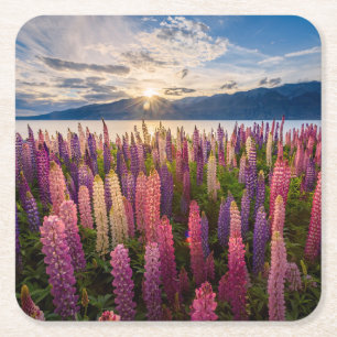 Flowers Lupines New Zealand Square Paper Coaster
