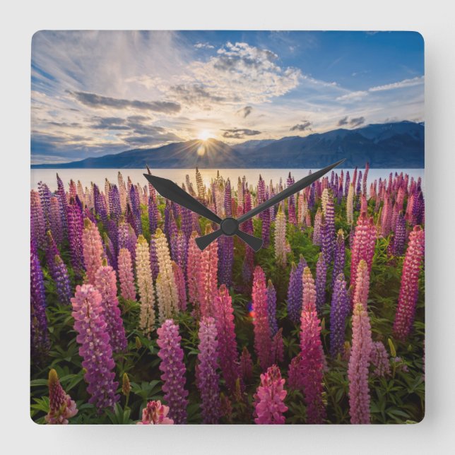 Flowers | Lupines New Zealand Square Wall Clock (Front)