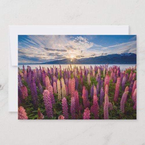 Flowers  Lupines New Zealand Thank You Card