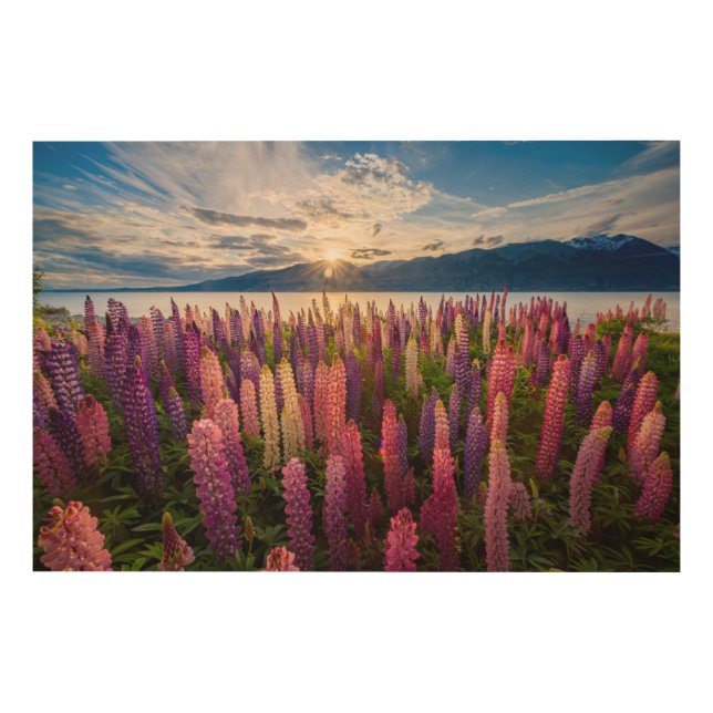 Flowers | Lupines New Zealand Wood Wall Art (Front)