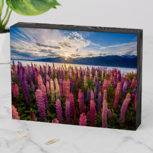 Flowers Lupines New Zealand Wooden Box Sign