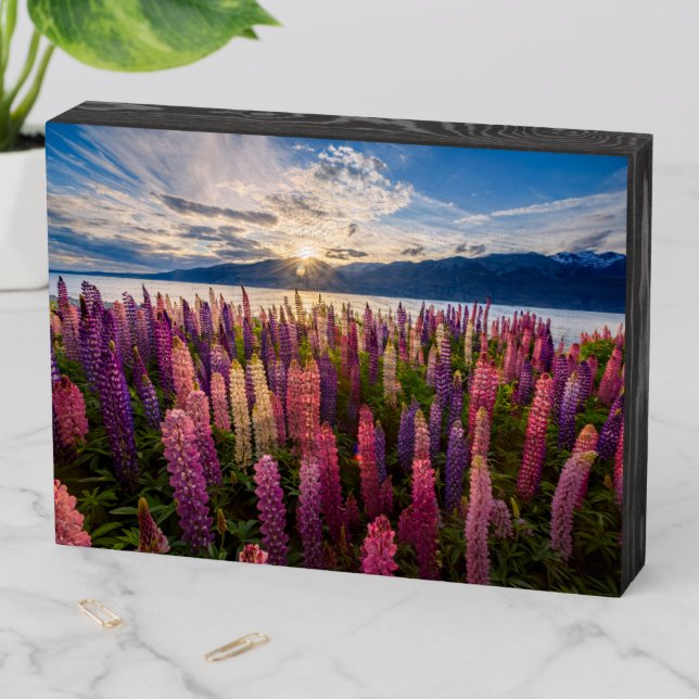 Flowers | Lupines New Zealand Wooden Box Sign (In Situ Horizontal)