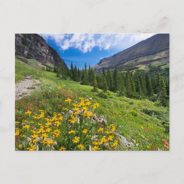 Flowers | Montana Flower Path Postcard (Front)