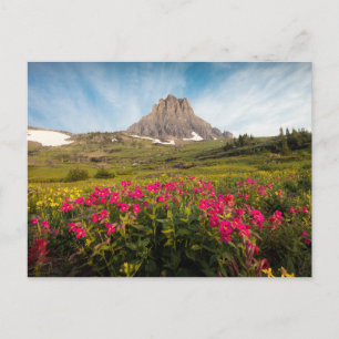 Flowers   Montana's Glacier National Park Postcard