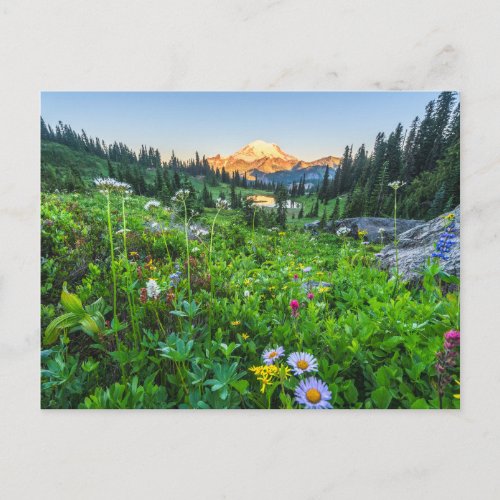 Flowers  Mount Rainier National Park Postcard