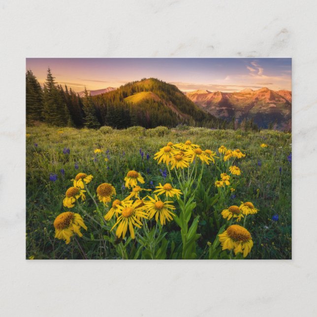 Flowers | Mountain Meadow Crested Butte Colorado Postcard (Front)
