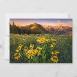 Flowers Mountain Meadow Crested Butte Colorado Thank You Card