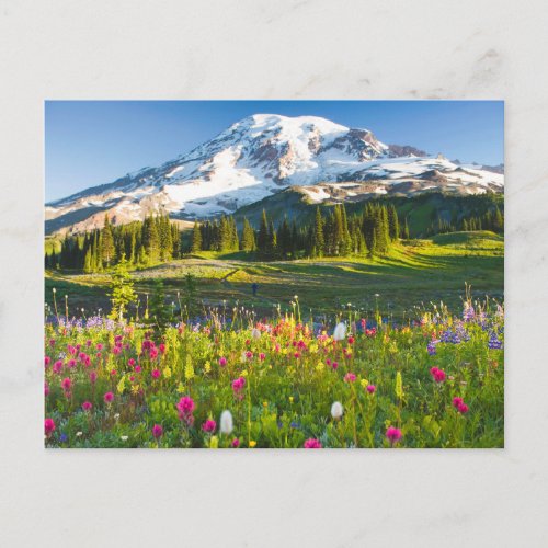 Flowers  Mt Rainier Wildflowers Postcard