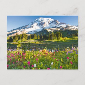 Flowers | Mt. Rainier Wildflowers Postcard by intothewild at Zazzle