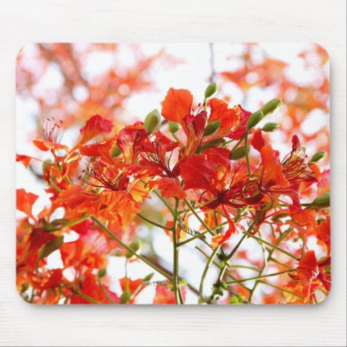 flowers nature close mouse pad