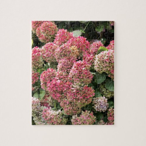 Flowers of a French hydrangea Hydrangea macrophyl Jigsaw Puzzle