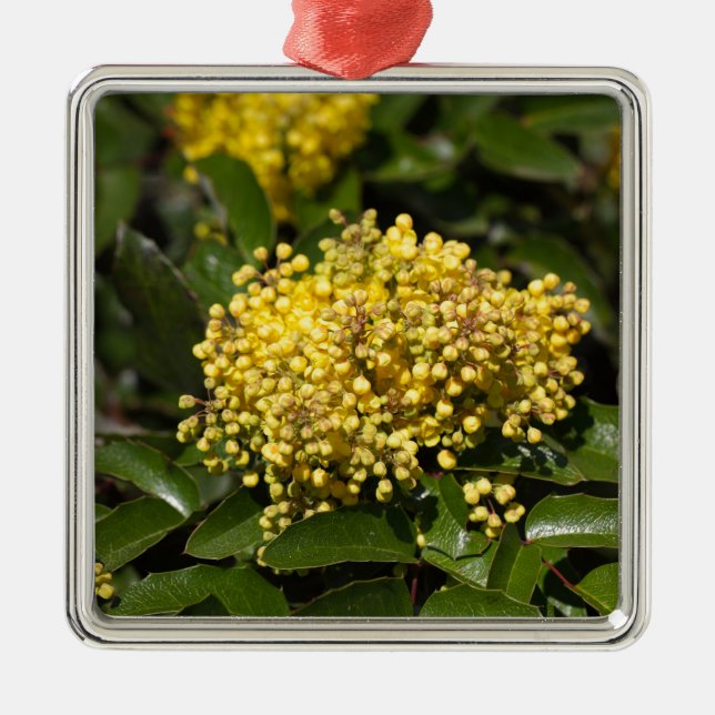 Flowers of a Oregon grape bush Metal Ornament (Front)