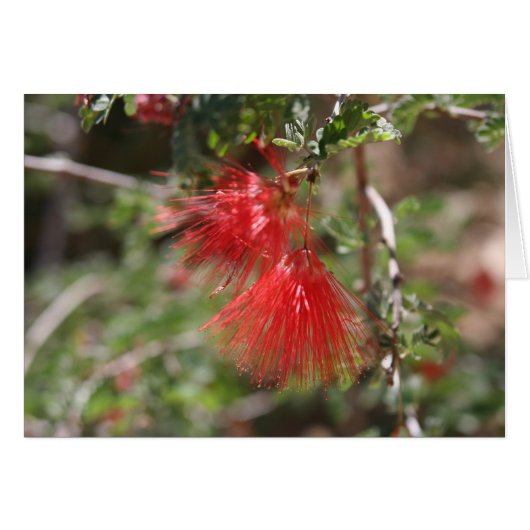 Flowers of Arizona (Front Horizontal)