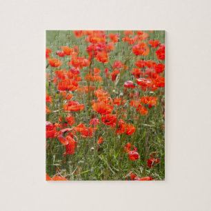 Flowers of common poppy in a field. jigsaw puzzle