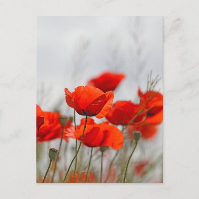 Flowers of common poppy in a field. postcard (Front)
