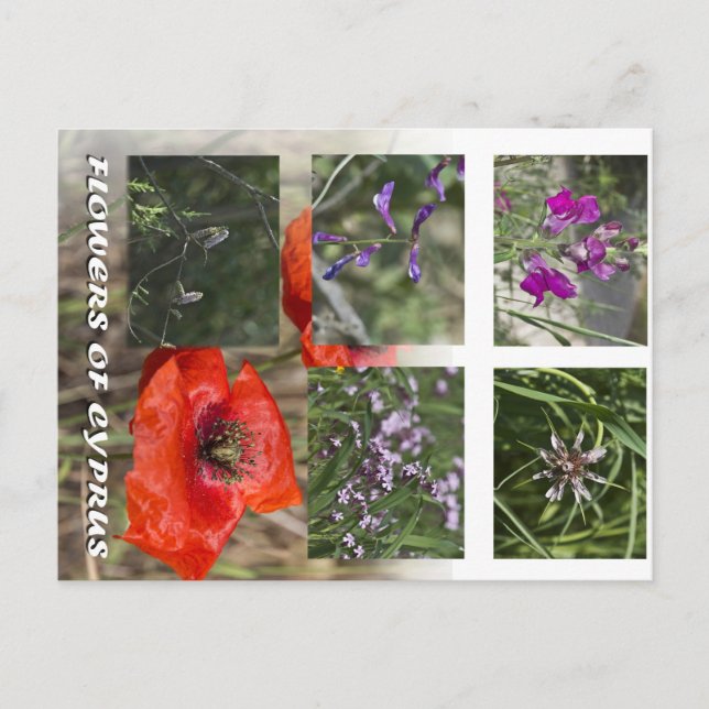 flowers of cyprus postcare postcard (Front)