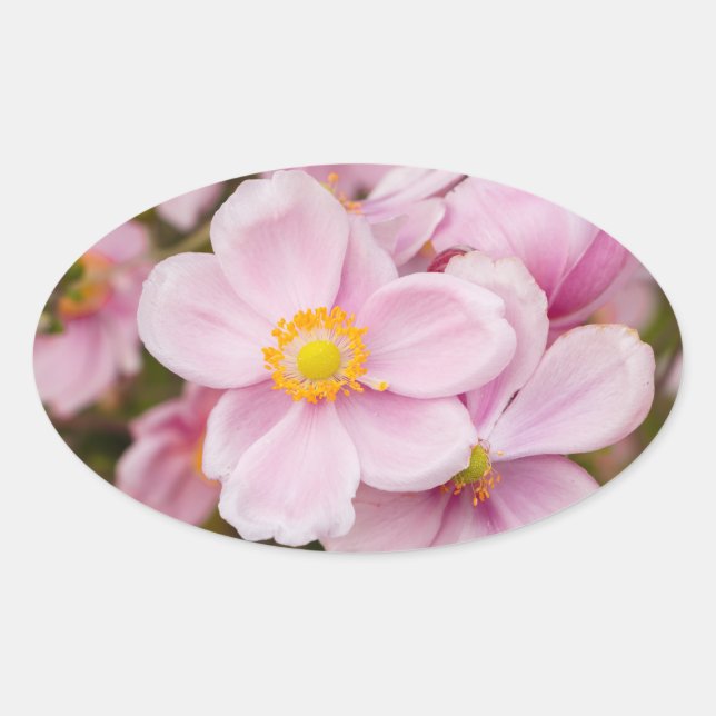Flowers of Japanese anemone Oval Sticker (Front)