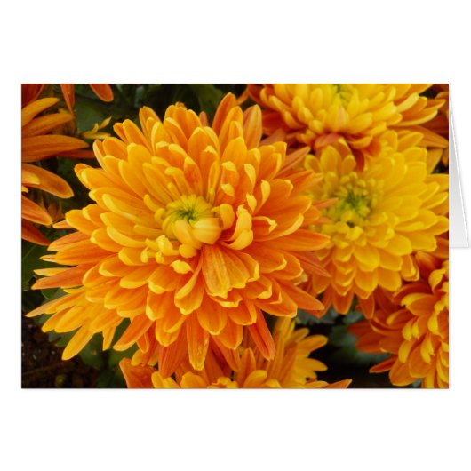 Flowers of Longwood Garden Cards (Front Horizontal)