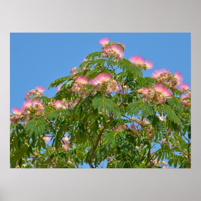Flowers of Persian silk tree  Poster (Front)