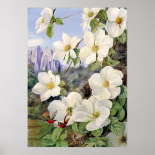 Flowers of the Californian by Marianne North Poster