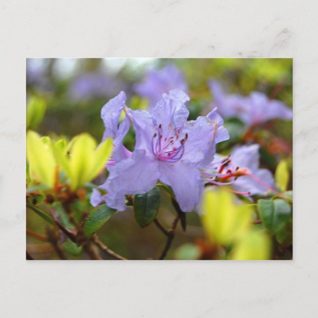 Flowers of the Scottish Highlands Postcard (Front)