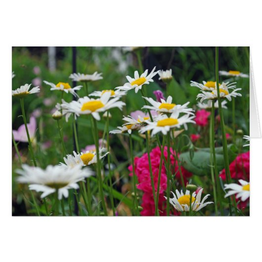 Flowers of the world (Front Horizontal)