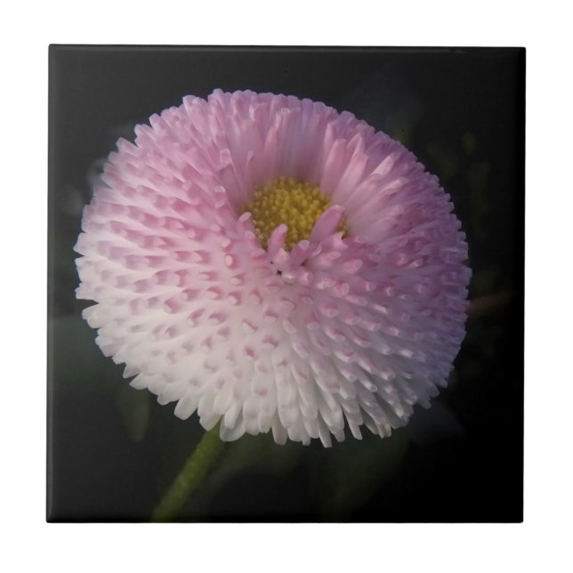 flowers on black - rosa Bellis Ceramic Tile (Front)