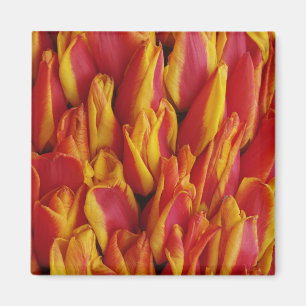 Flowers on float celebrating Queen's Day, a Magnet