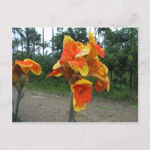 Flowers on plants Costa Rica Postcard