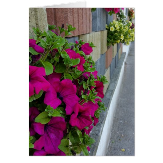 flowers on sidewalk cards (Front)