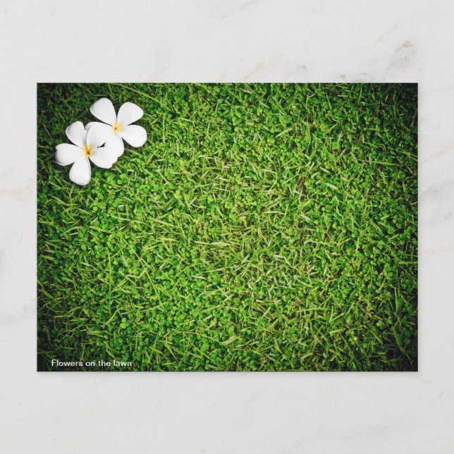 Flowers on the lawn postcard (Front)