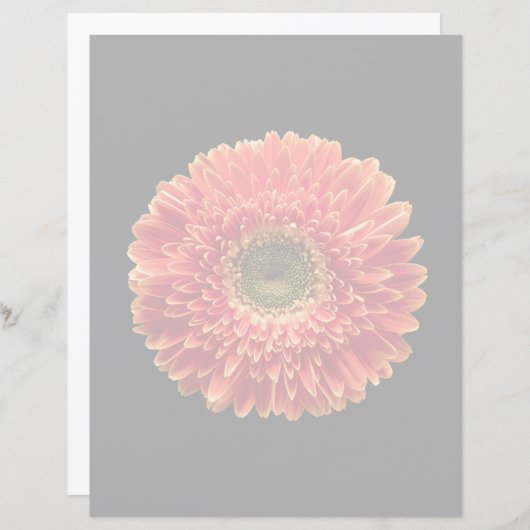 Flowers | Orange Gerbera Daisy (Front/Back)