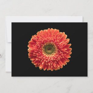 Flowers   Orange Gerbera Daisy Thank You Card