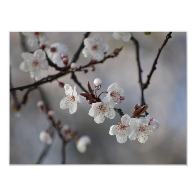 Flowers Photo Print (Front)