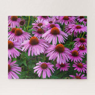 Flowers   Pink Coneflower Garden Jigsaw Puzzle