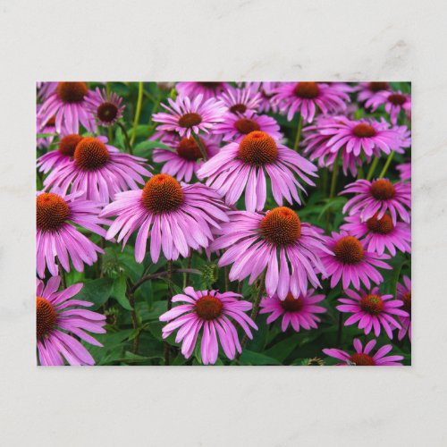Flowers  Pink Coneflower Garden Postcard